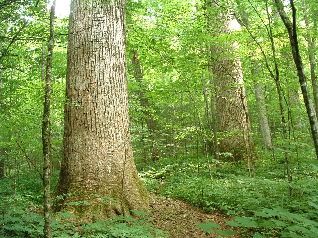 Big trees in Joyce Kilmer Big trees in Joyce Kilmer