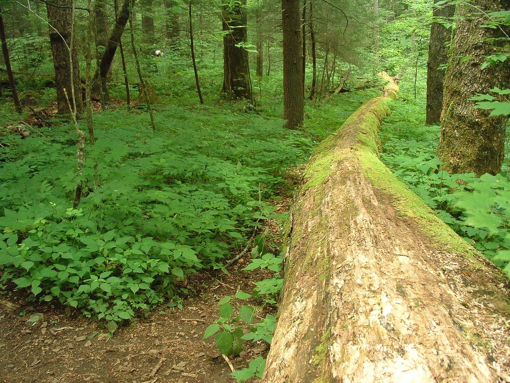 Log Highway Log Highway