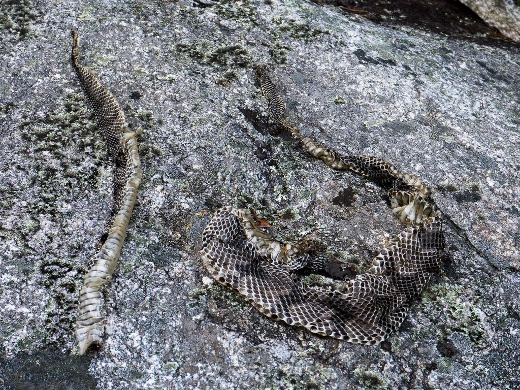 Pilot Rock Trail on HikeWNC