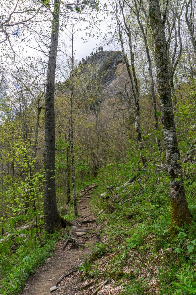 Hiking & Walking Trails - Grandfather Mountain