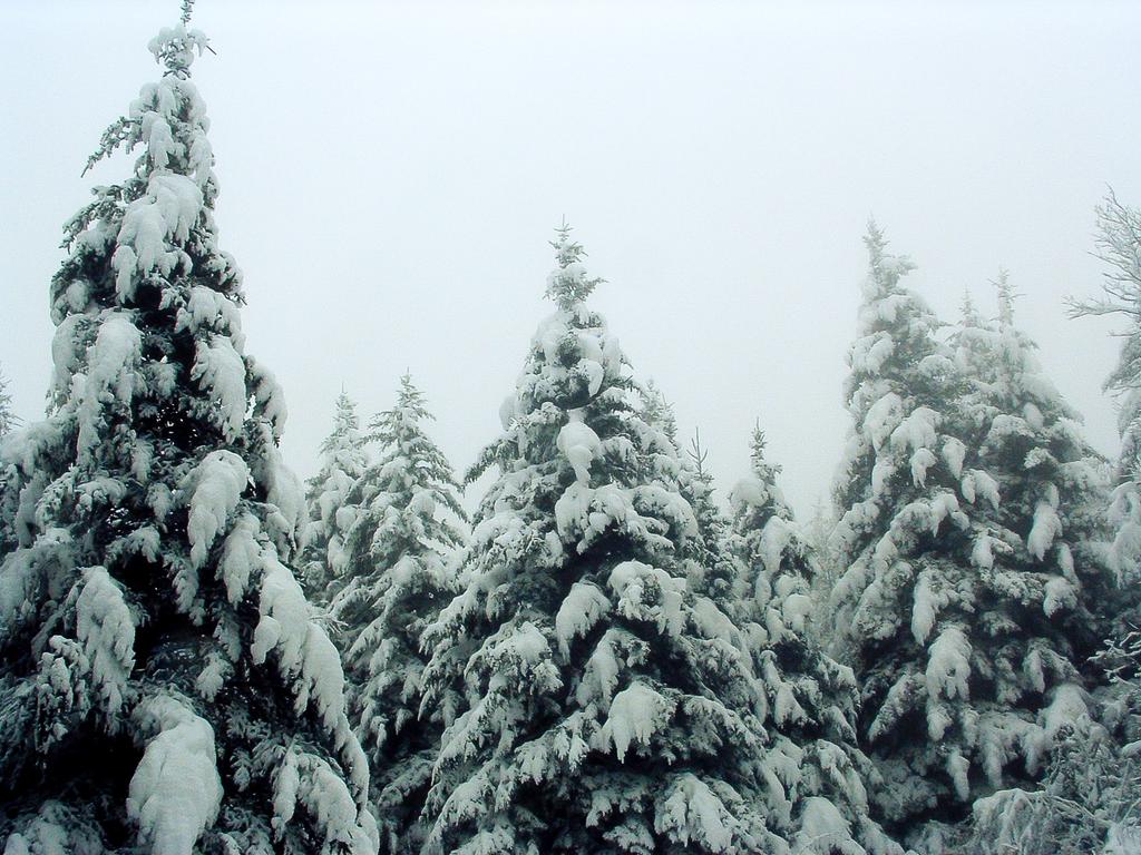 Current inspiration: Snow-covered spruces on the Mountains to Sea Trail. Current inspiration: Snow-covered spruces on the Mountains to Sea Trail.