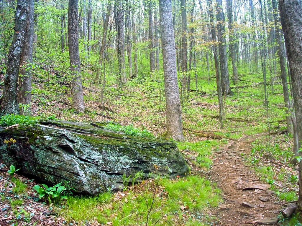 Daniel Ridge trail through lush spring forest