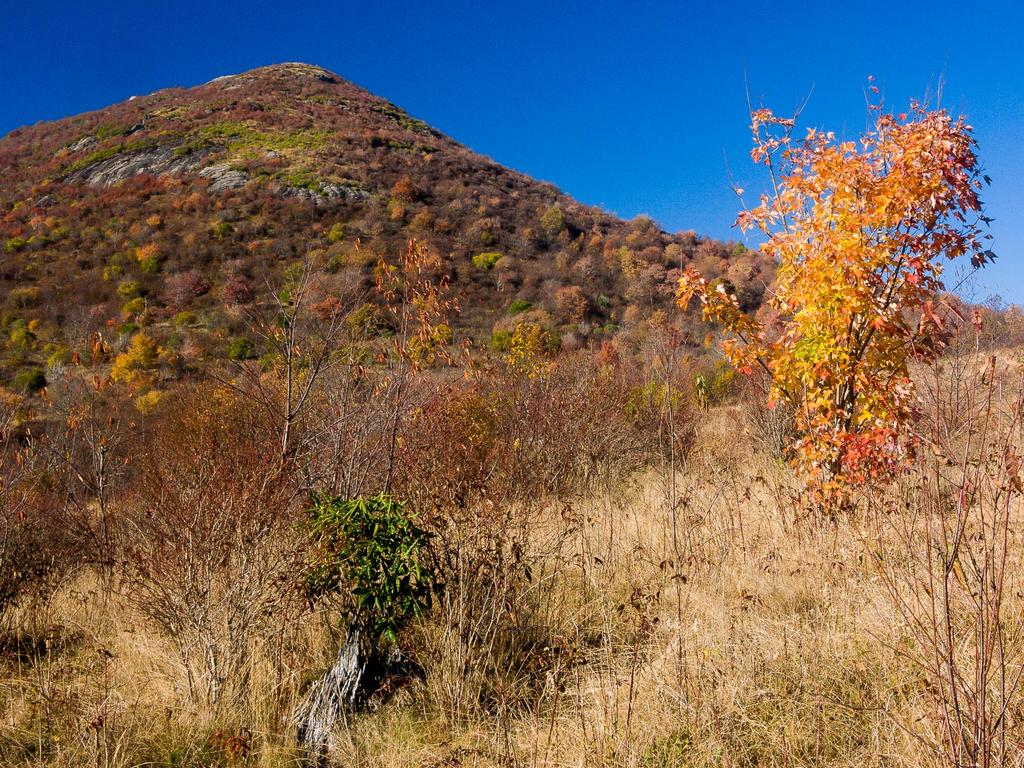 Sam Knob rises above the meadows near Flat Laurel Creek in autumn.