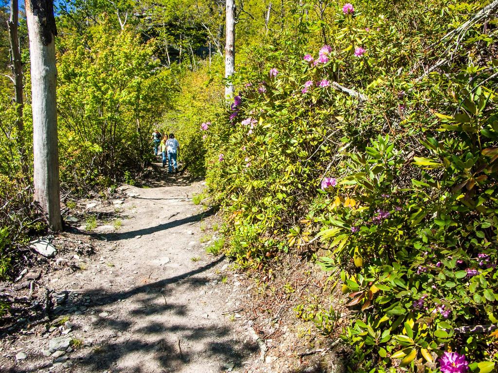 Trail and Rhododendron Trail and Rhododendron