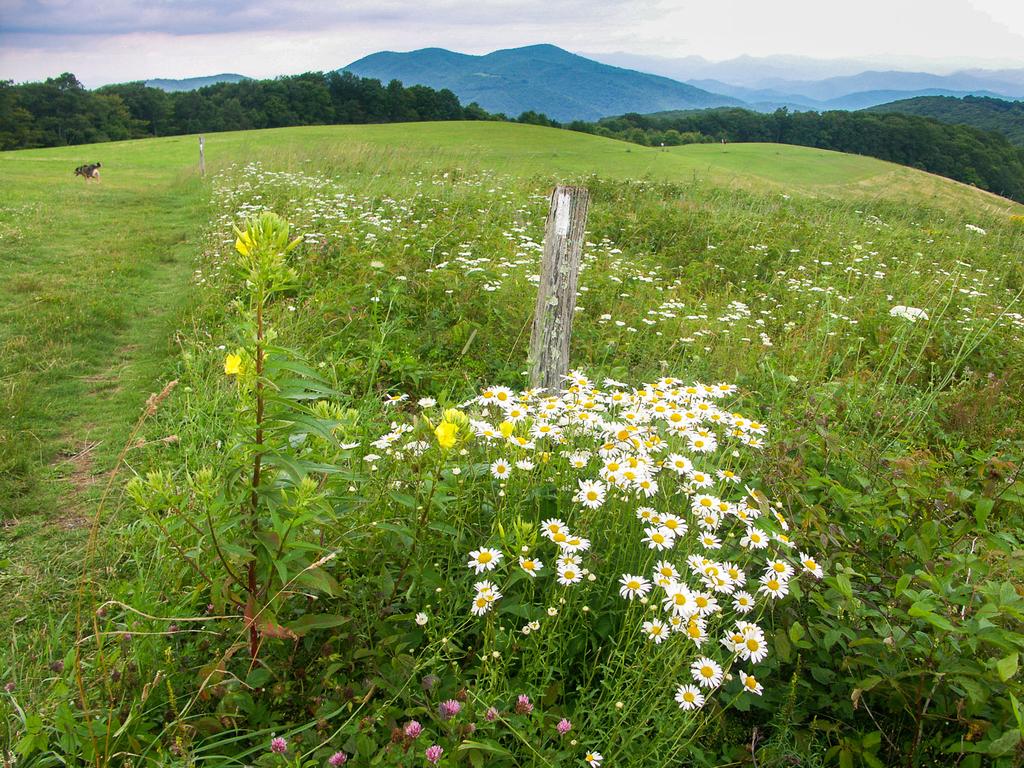 Max Patch Flowers and View
