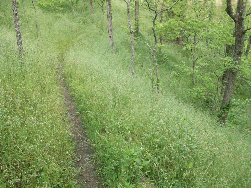 [Closed] Grassy Trail at Alexander Park
