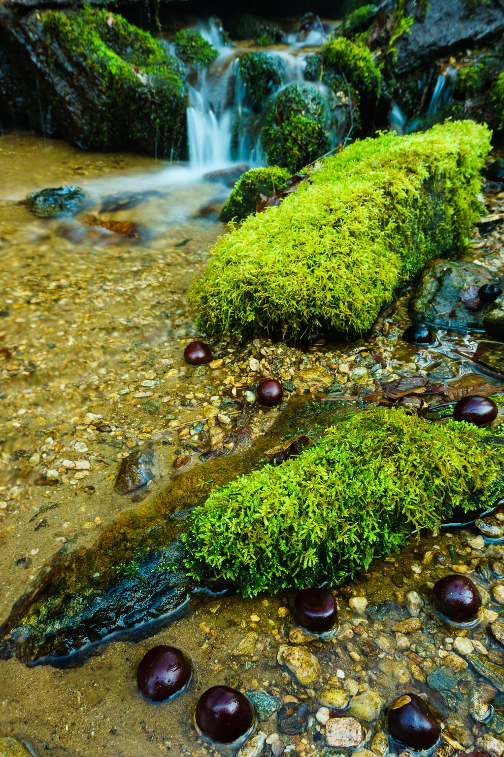 Buckeyes in Brush Creek, the only stream crossing on the hike.