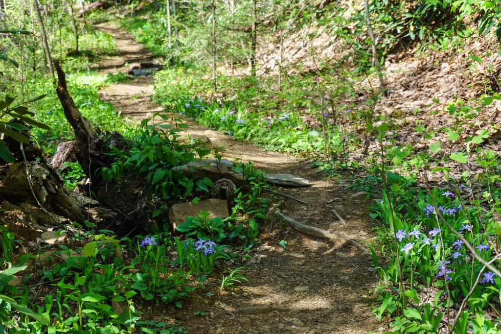 This trail in the Shope Creek area, unofficially called "Crested Iris" provides a nice hike with its epynomous wildflowers blooming in mid spring.