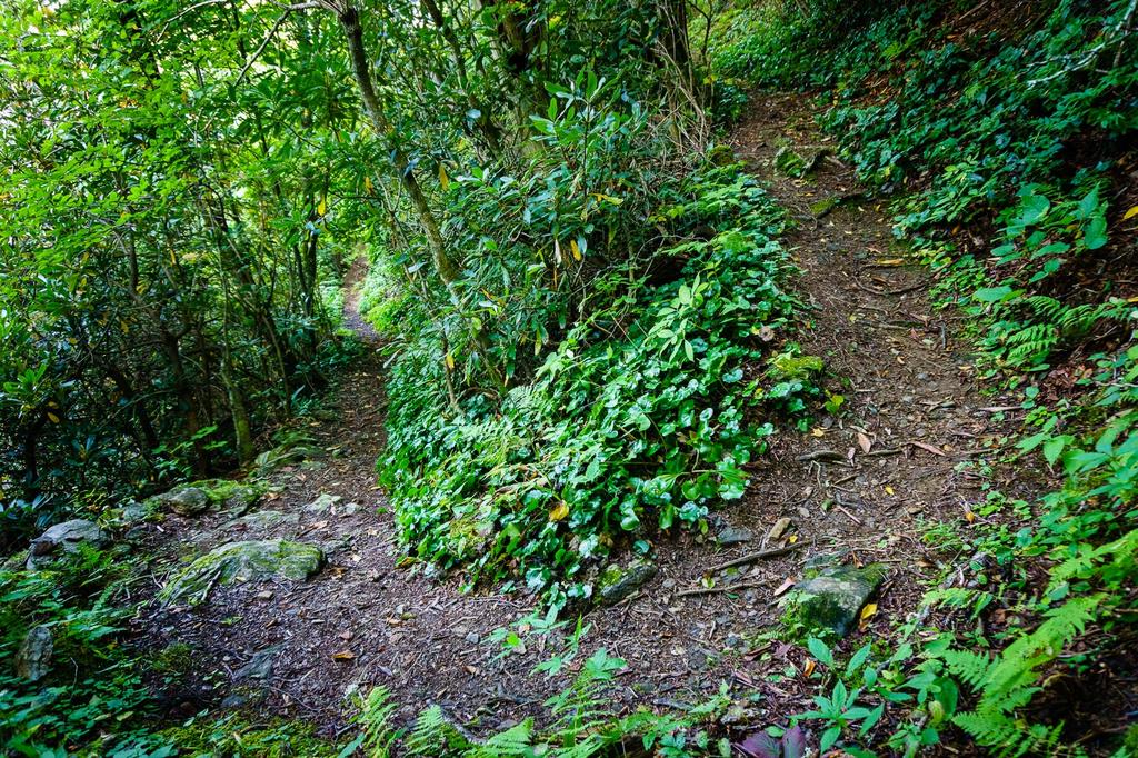 Laurel Mountain Switchback