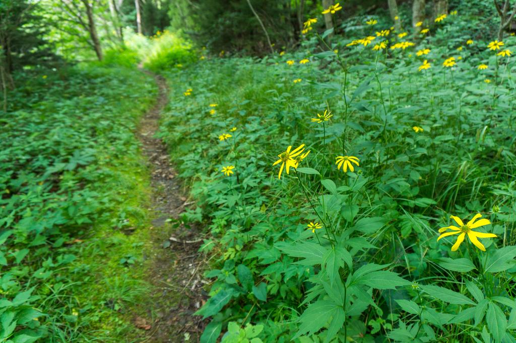 Current inspiration: Summer wildflowers beside the Mountains to Sea Trail. Current inspiration: Summer wildflowers beside the Mountains to Sea Trail.
