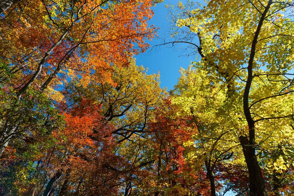 Fall Color on Mackey Mountain