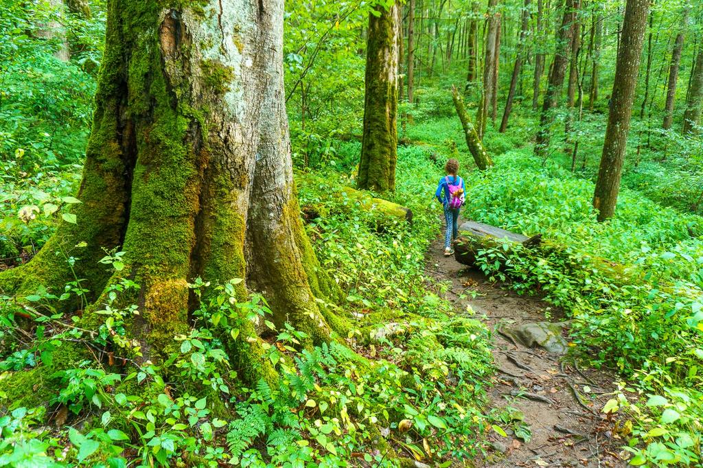 Hiking past big trees in Joyce Kilmer