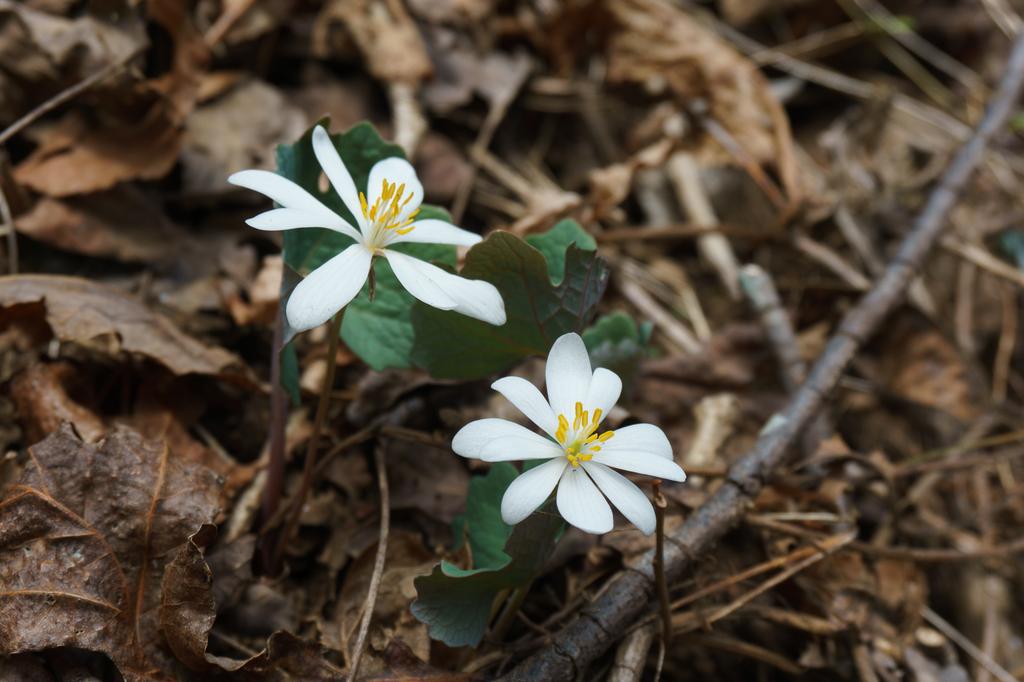 Current inspiration: Bloodroot is one of the earliest-blooming native spring wildflowers. Current inspiration: Bloodroot is one of the earliest-blooming native spring wildflowers.