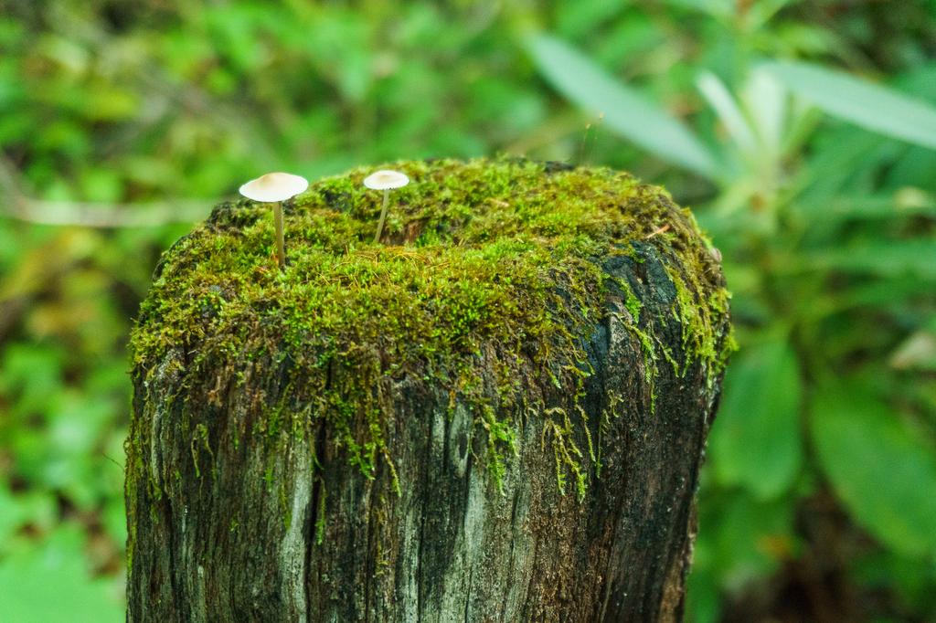 Current inspiration: With all the rain we've had lately, moss and fungi are having their best season yet! Current inspiration: With all the rain we've had lately, moss and fungi are having their best season yet!