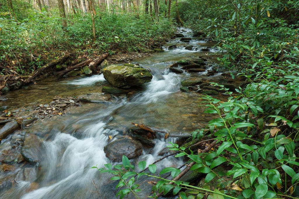 Current inspiration: With all the rain we've had lately, even small streams such as Hickory Branch gush! Current inspiration: With all the rain we've had lately, even small streams such as Hickory Branch gush!