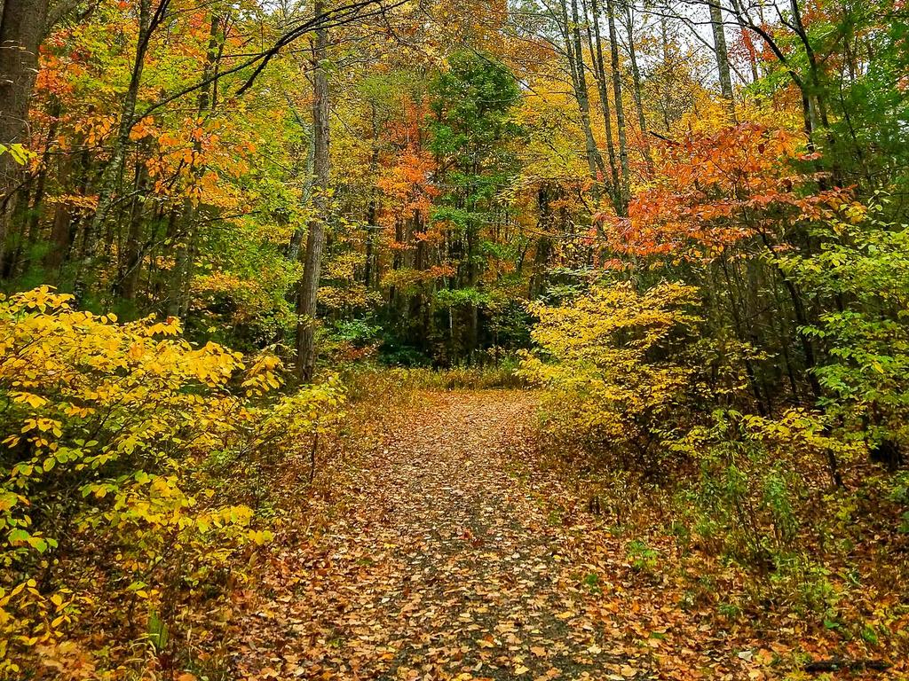 Current inspiration: Autumn color at Shope Creek, 10/26/2019. Current inspiration: Autumn color at Shope Creek, 10/26/2019.