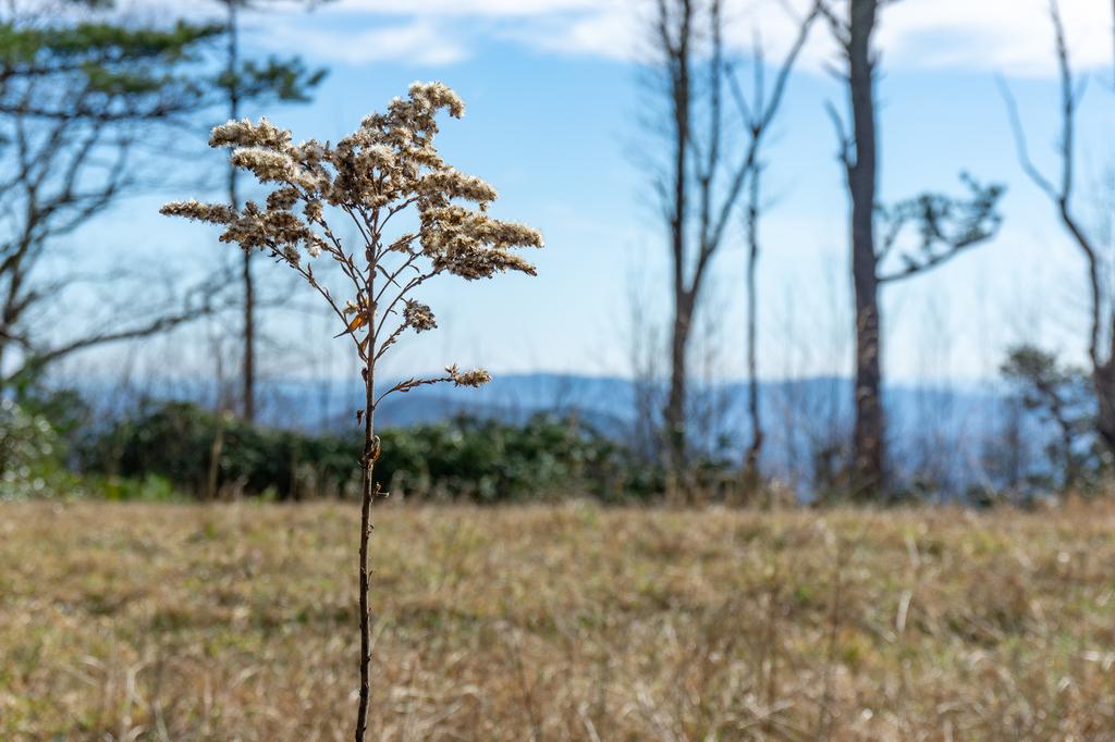 Goldenrod Seedhead in Wildlife Meadow on Licklog Road