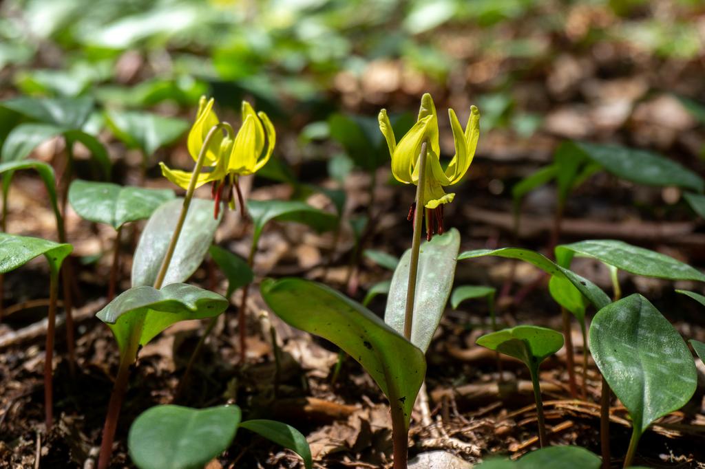 Trout Lily on the Chinquapin Mountain Trail