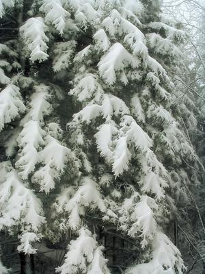 Snow-laden spruce branches near the start of the hike.