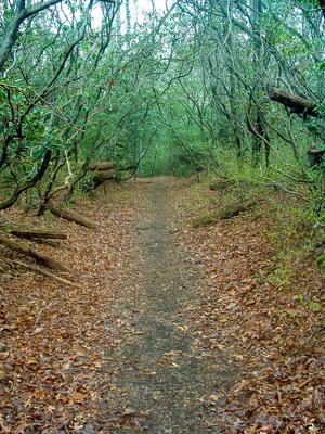 Mountain Laurel Tunnel