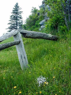 Fence and Flowers at Waterrock Knob