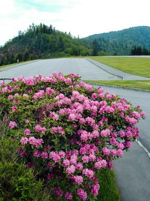 Blooming rhododendron at the Waterrock Knob overlook.