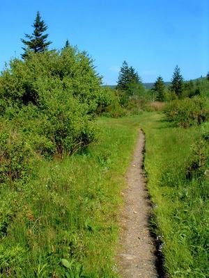 The Flat Laurel Creek trail winds through the valley below the balds.