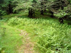 Trail through Spruces and Ferns