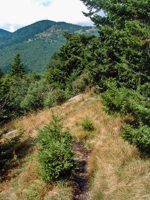View from the Mount Mitchell Trail
