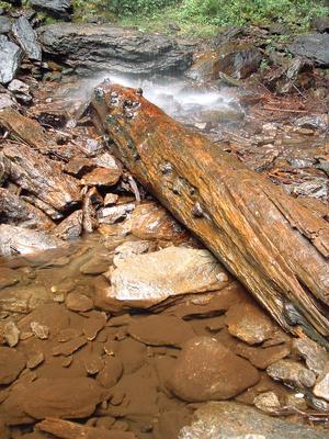 Log under Douglas Falls