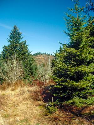 Trail and Summit of Green Knob