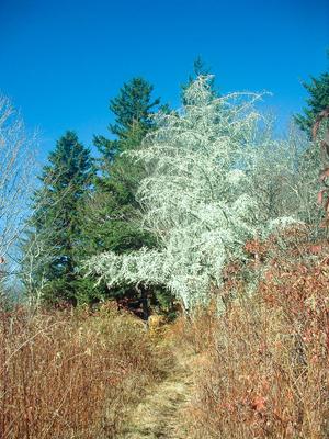 Ghostly white dead fir