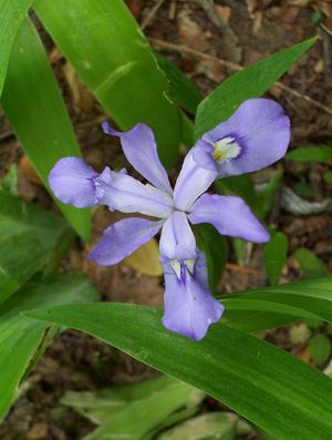 Dwarf Crested Iris along the Toms Creek Falls trail