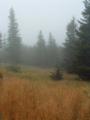 Spruces grow in the fog in an alpine meadow near Mount Mitchell