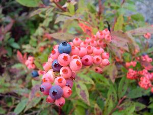 Red Blueberries