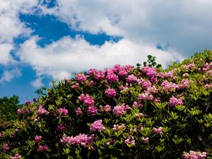 Rhododendron at Craggy Gardens