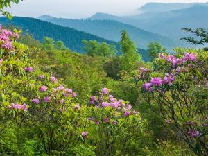 Catawba Rhododendron on Sam KNob Catawba Rhododendron on Sam KNob