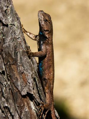 Lizard at South Harper Creek Falls Overlook