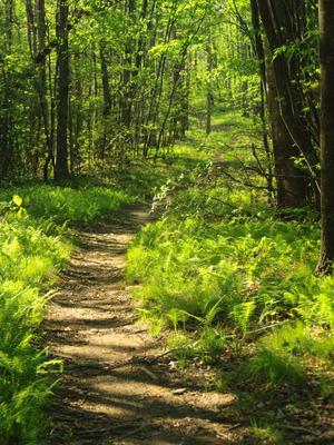 Lush spring green ferns along the Ridgewalk Best Hike