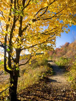 Maple near the trailhead in fall color.