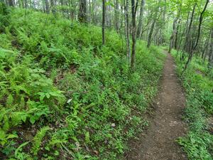 Appalachian Trail through Open Woods