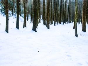 Dark Trunks in Snow