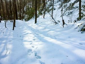 Shadows in the Snow on Hickory Branch Trail