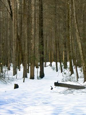 Hickory Branch Trail in Snow