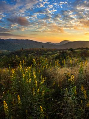 Goldenrod grow in the meadows below Black Balsam Knob.