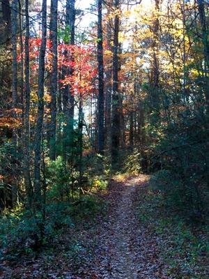 Autumn on a flowy section of the Burnt Mountain trail.