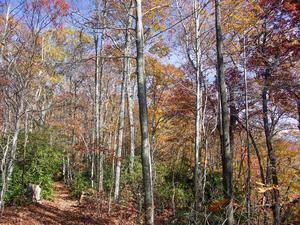 Colorful Forest on the Turkey Pen Gap Trail