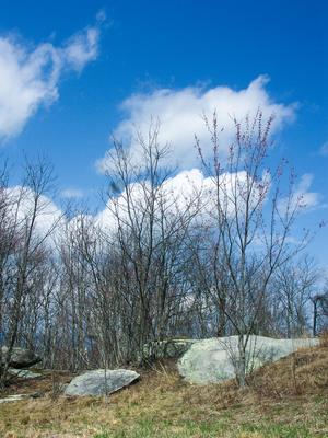 Stone Mountain Ridgetop Meadow