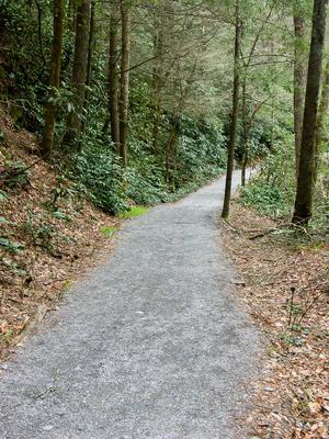 Estatoe Trail in a Hemlock Grove
