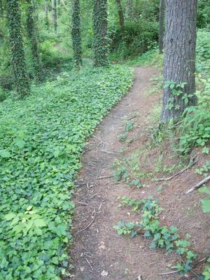 Trail through Ivy and Pines
